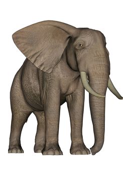 Big beautfiul elephant standing in white background