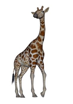 Giraffe standing and turning head right in white background