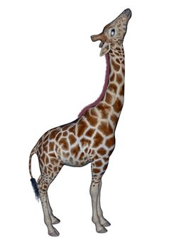 Giraffe standing head up in white background