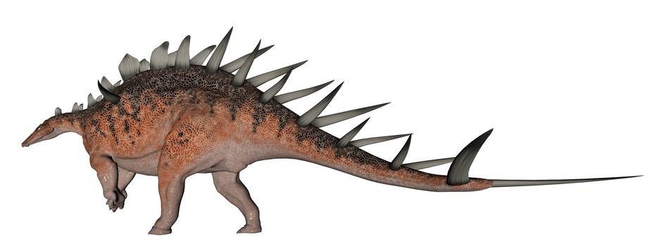 Kentrosaurus dinosaur with lots of spike on the back in white background