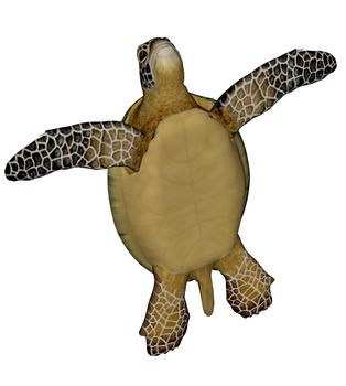 Sea turtle standing quietly in white background