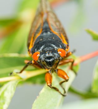 Cicada from Brood II in 2013 in Virginia. Detailed macro image of the cicadas in the branches of small tree