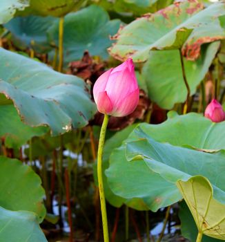 pink lotus flower among green foliage 