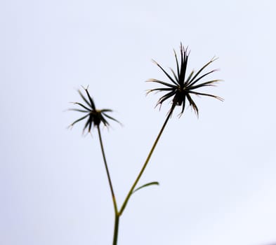 dandelion close up 