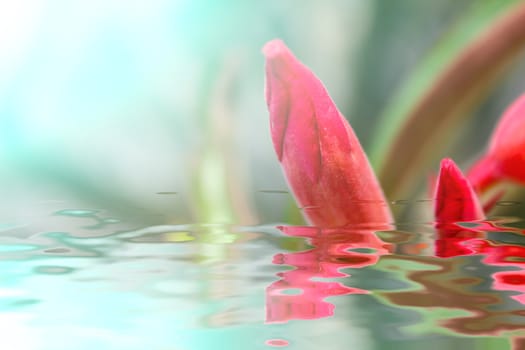 beautiful pink flowers in the garden 