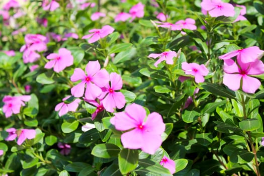 beautiful pink flowers in the garden 