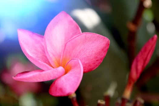 beautiful pink flowers in the garden 