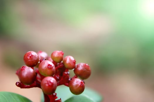 bunch of fruit