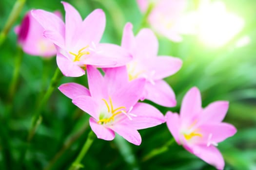 beautiful pink flowers in the garden 