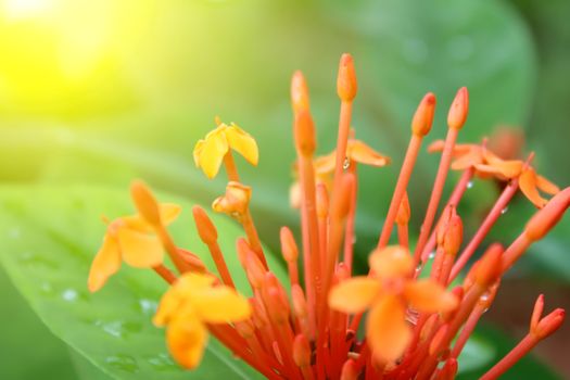 Beautiful orange flower