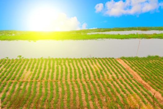 Green field under blue sky