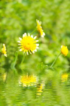 Beautiful yellow flower in field 