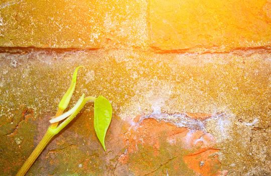 Stone wall with green