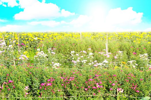 Green field under blue sky