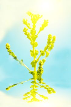 lettuce flowers