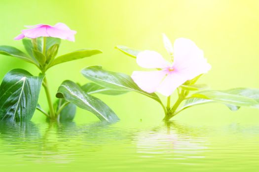 Pink  flowers on a blue background 