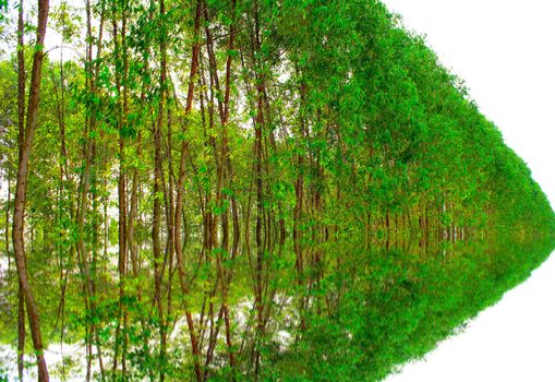 Path in spring green forest