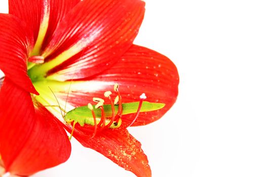 Macro photo of a grasshopper inside of a red lily 