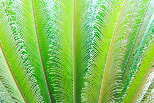 tropical fern plant with new red leaves 