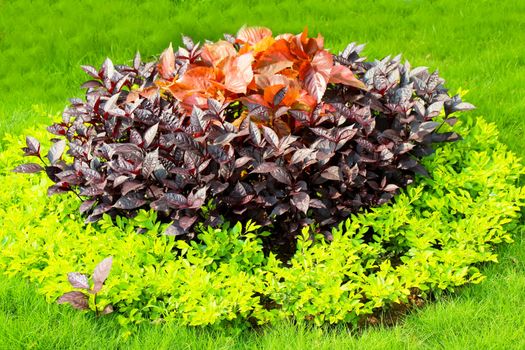 colorful tree in the garden