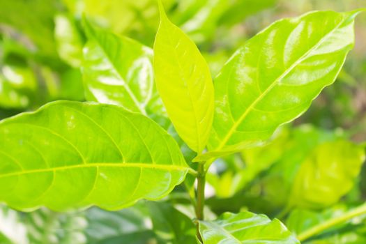 green germ  in a Sun Light Background 