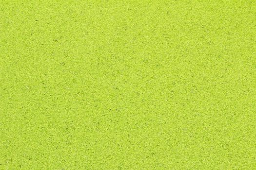 Duckweed background