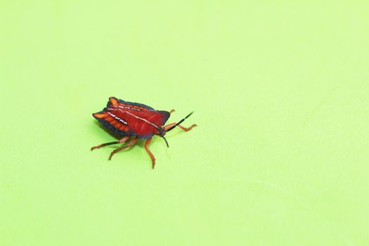 close-up shot of a colorful bug