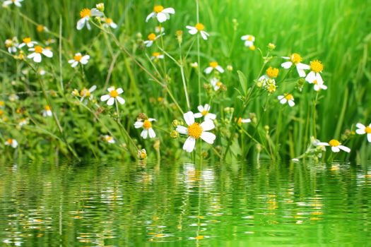 White flowers blooming