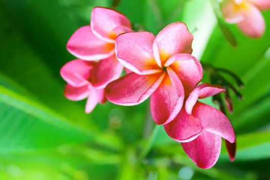 pink flower on a green background