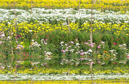 colorful spring flowers 