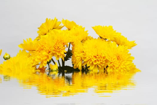 yellow flower isolated on white background