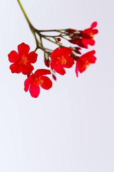 red flowers isolated on white background