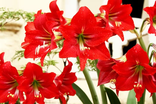 beautiful red lily 