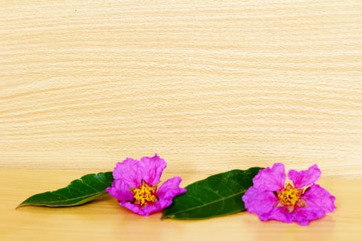 pink flowers on a wooden background