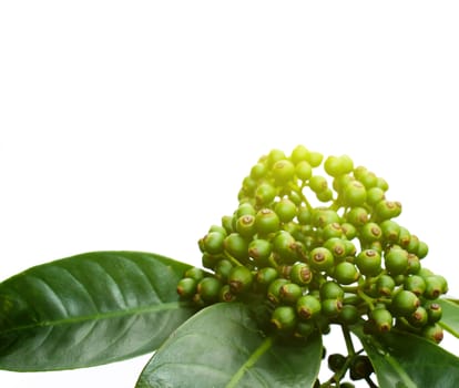 fresh green fruit isolated on a white background