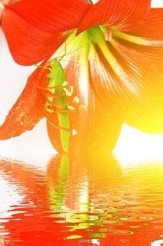 Macro photo of a grasshopper inside of a red lily 