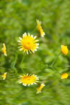 Beautiful yellow flower in field 