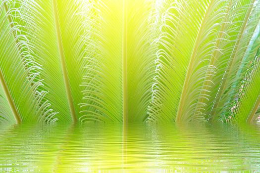 tropical fern plant with new red leaves 