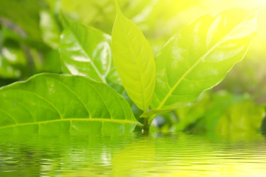 green germ  in a Sun Light Background 