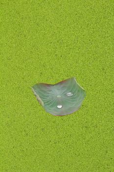 Duckweed background