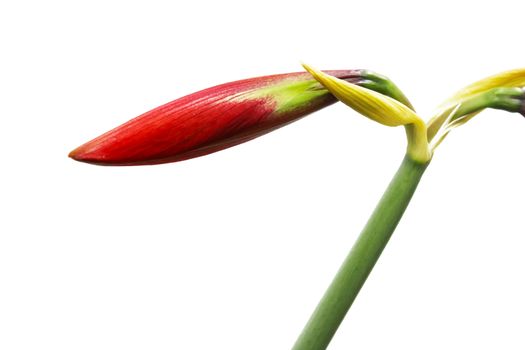 Red lily isolated on white