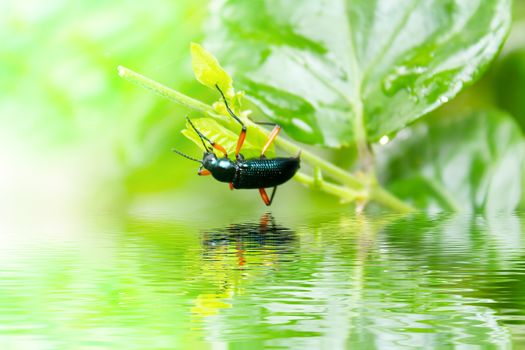 Beetle metallic wood borer Sphenoptera tamarisci beckeri 