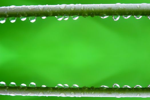 branch with dew drops close up 