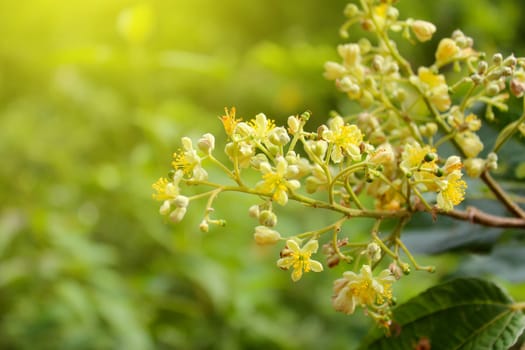 yellow flowers