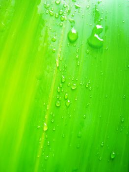 dew drops on bamboo leave