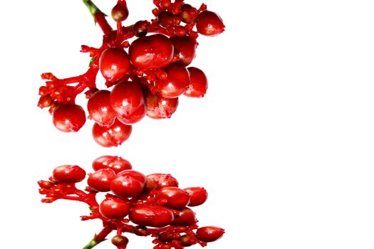 red berries of viburnum isolated on white 