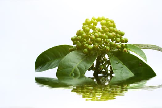 fresh green fruit isolated on a white background