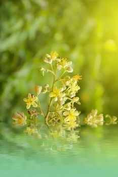 yellow flowers