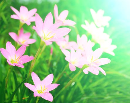 beautiful pink flowers in the garden