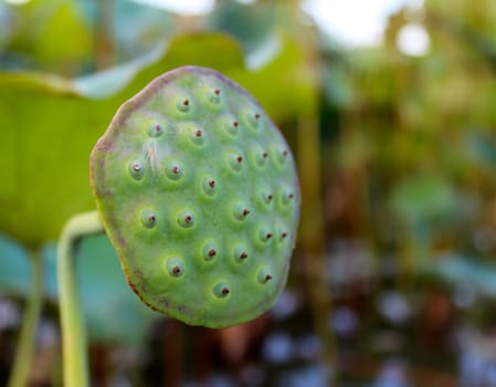 pink lotus flower among green foliage